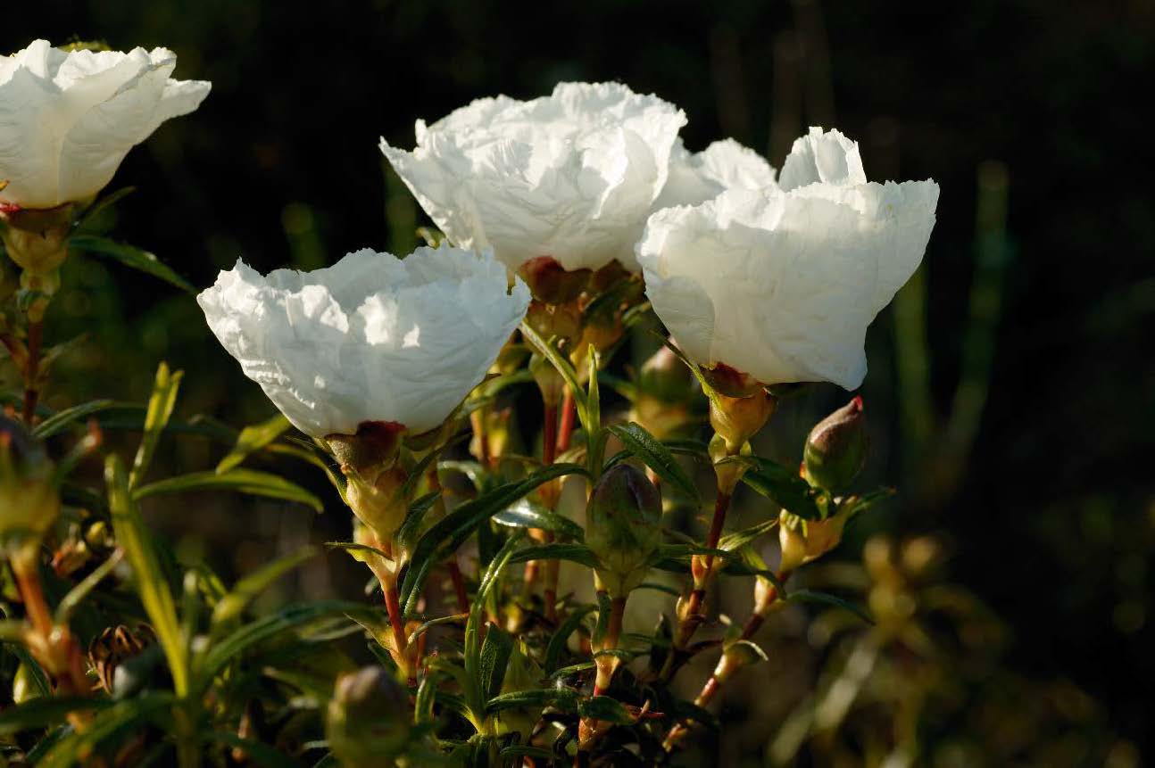 Fotografía: Jara pringosa (Cistus ladanifer).  Autor: © Carlos Sánchez/nayadefilms.com