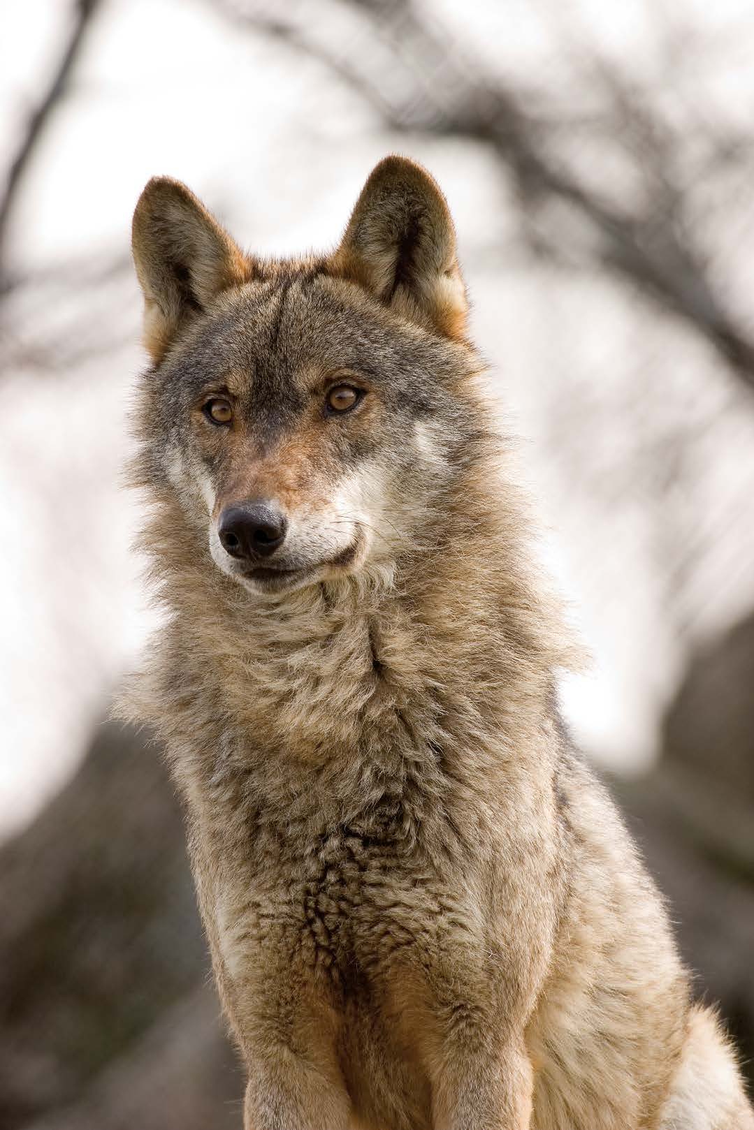 Fotografía: Lobo ibérico (Canis lupus signatus).  Autor: © Carlos Sánchez/nayadefilms.com