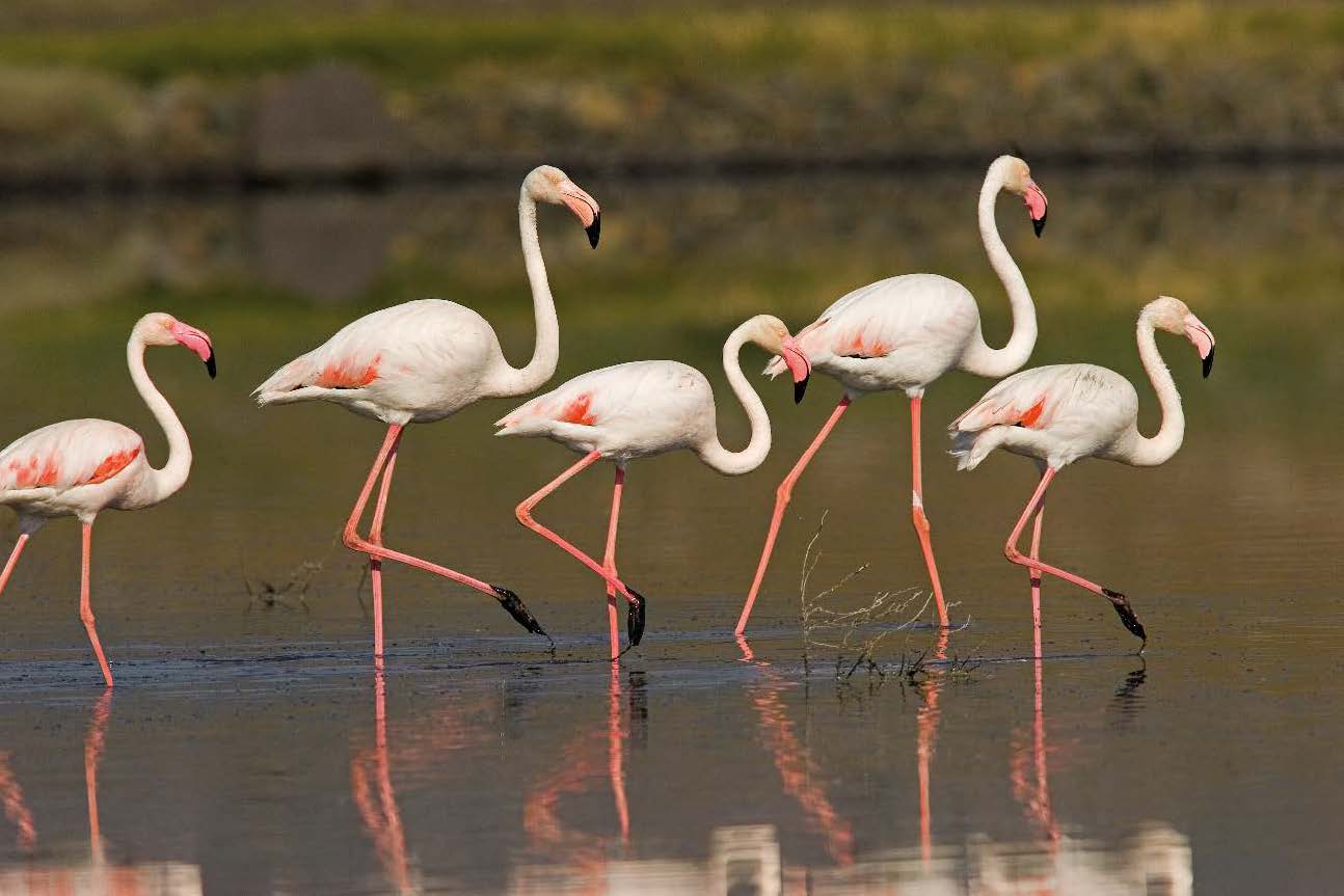 Fotografía: Flamenco común (Phoenicopterus roseus).  Autor: © Carlos Sánchez/nayadefilms.com