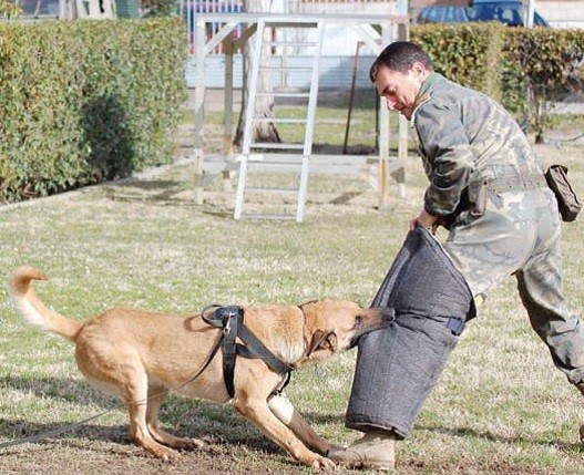 Adiestramiento Canino