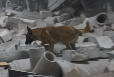 Perro de Búsqueda y Rescate