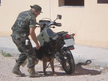 Perro Detector de Explosivos