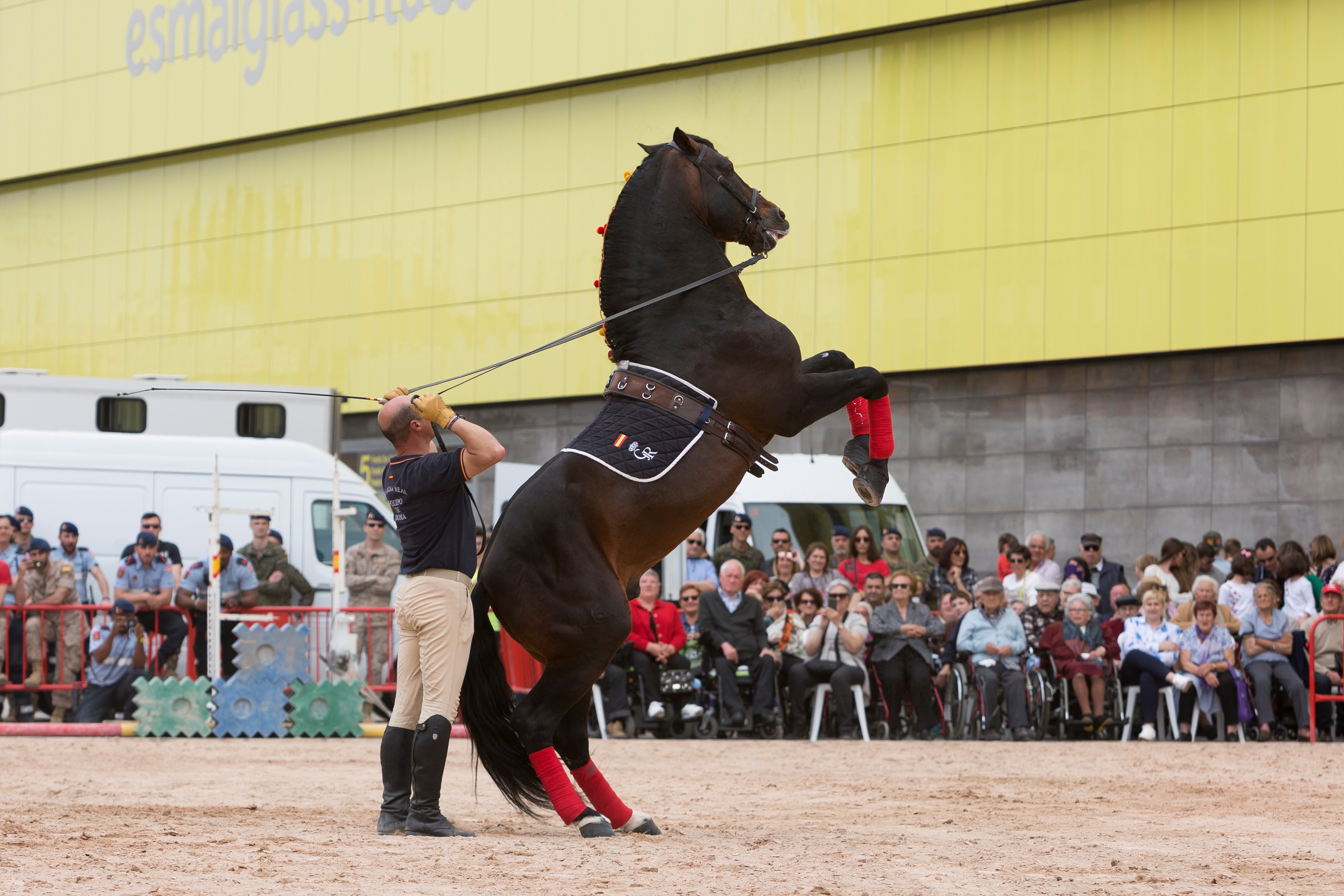 Ejercico de Doma de riendas sueltas con un caballo P. R. E. 