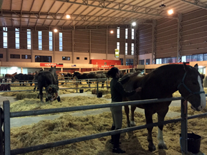 Caballos de la Batería Real estabulados en Mieres