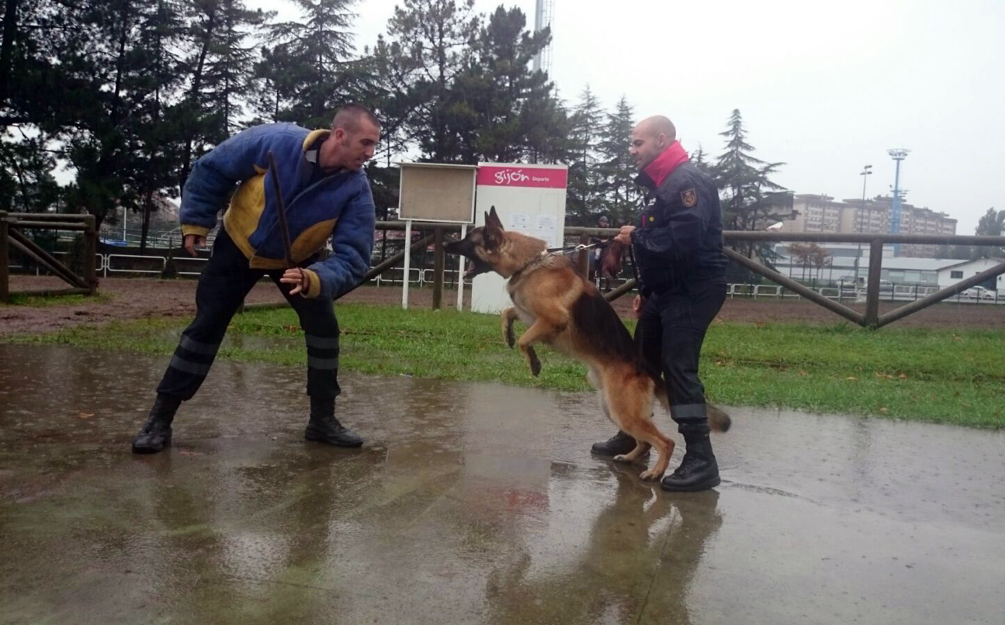 La Sección de Guías de Perros preparando la exhibición de Ribadesella