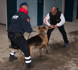 Guía de perros de la Guardia Real y de la Policía Local de Málaga