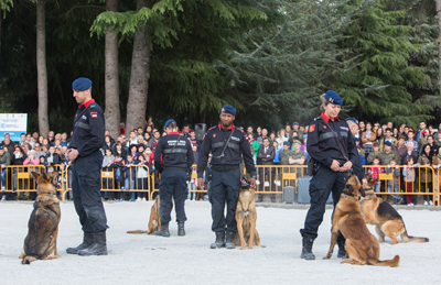 Ejercicio de obediencia de la Sección de Guías de Perros durante su exhibición en Xinzo de Limia