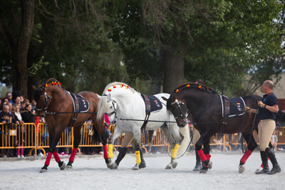 Ejercicio de doma con rienda larga durante su exhibición en Xinzo de Limia