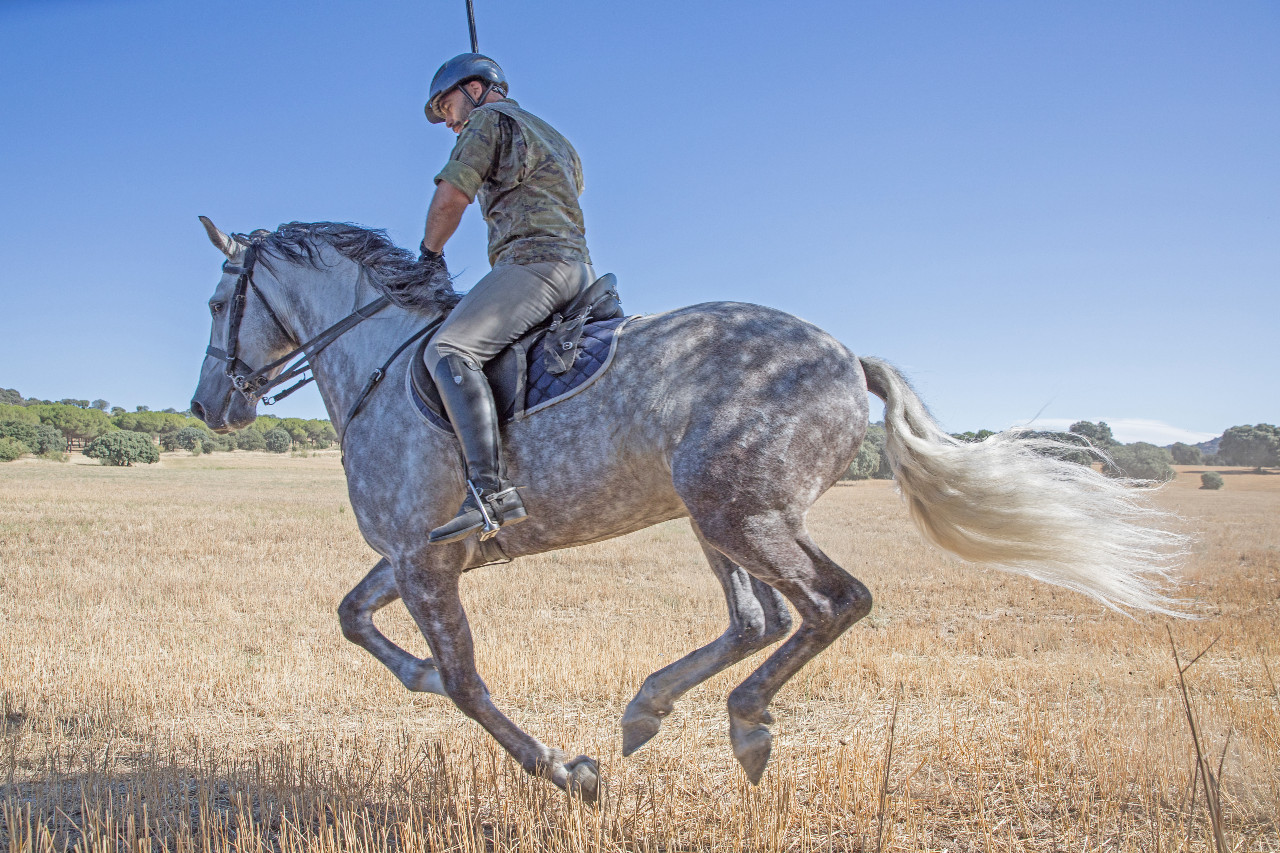 Un caballo de capa torda del Escuadrón de Escolta Real durante la acción