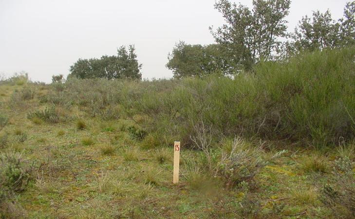 Texto no disponible Rústico