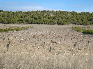 Repoblación CENAD Chinchilla (Albacete)