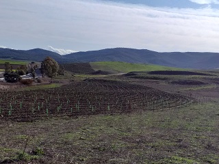 Plantación CA Sierra del Retín (Cádiz)