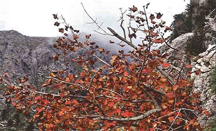 Acer Granatense en el Puig Mayor