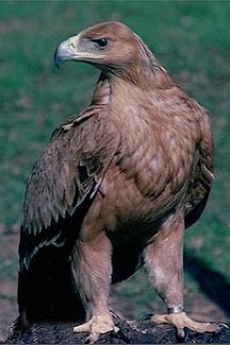 Águila en el Centro Militar de Cría Caballar de Jerez de la Frontera
