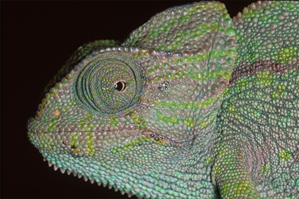 Camaleón Acuartelamiento de Camposoto