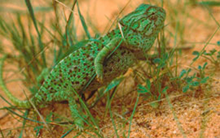 Camaleón Base Naval de Rota (Cádiz)