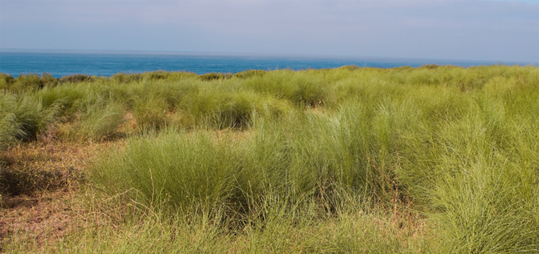 Punta Paloma Matorral (Cádiz)