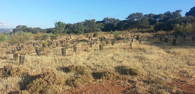 CMT Las Navetas (Málaga)