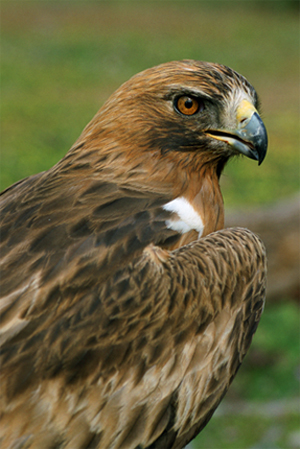 Águila Calzada