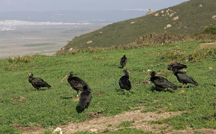 Ibis en el campo de adiestramiento Sierra del Retín