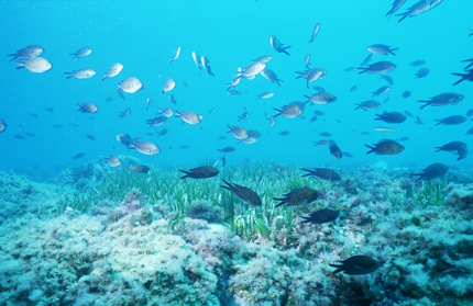 Gorgonia ellisela paraplexauroides