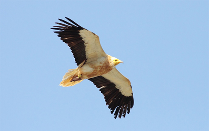 Guirre (Neophron percnopterus majorensis)