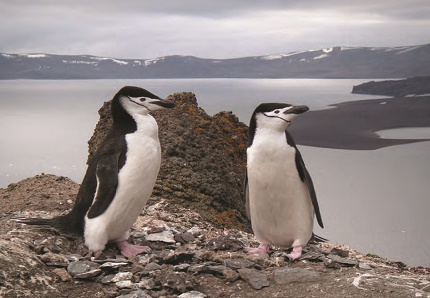 Pinguinos antartica