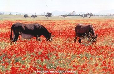Yeguada Militar de Ecija