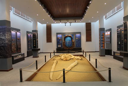 Museo de la Ballena de Viator