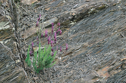 Orogeno varisco ibérico.