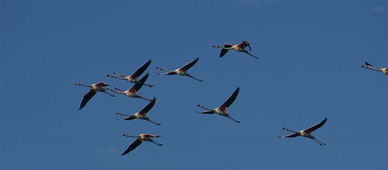 Contaminación por emisiones