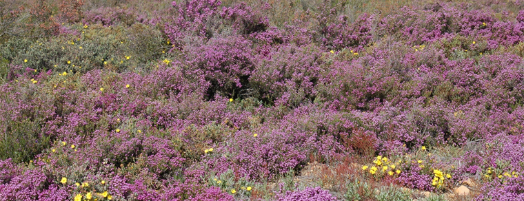 Protocolos operativos de actuación (POA) en caso de incendios forestales.