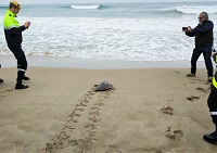 La tortuga acompañada en su regreso al mar, en la playa de El Saler, es un ejemplar adulto de tortuga boba (Caretta caretta)