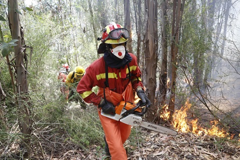 Las motosierras abren paso entre la espesura mientras podones y pulaski la ensanchan para poder llegar hasta el nuevo y sofocarlo con batefuegos