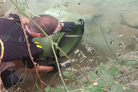 Se lleva a cabo el traslado de estas especies de manera segura siguiendo un proceso de aturdimiento