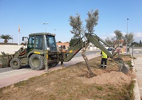 Olivo replantadop en la Base Jaime I